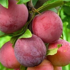 Алыча Несмеяна (Ранняя/Красная)