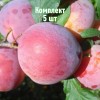 Комплект 5шт / Алыча Дынная (Средняя/Красная): фото и описание