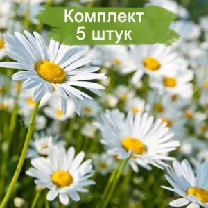 Комплект 5шт / Ромашка нивяник обыкновенный