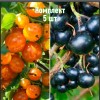 Комплект 5шт / Смородина золотистая Ермак: фото и описание