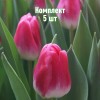 Комплект 5шт / Тюльпан Пинк Стоун: фото и описание