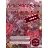 Пузыреплодник краснолистный /опт 250 шт саженцы