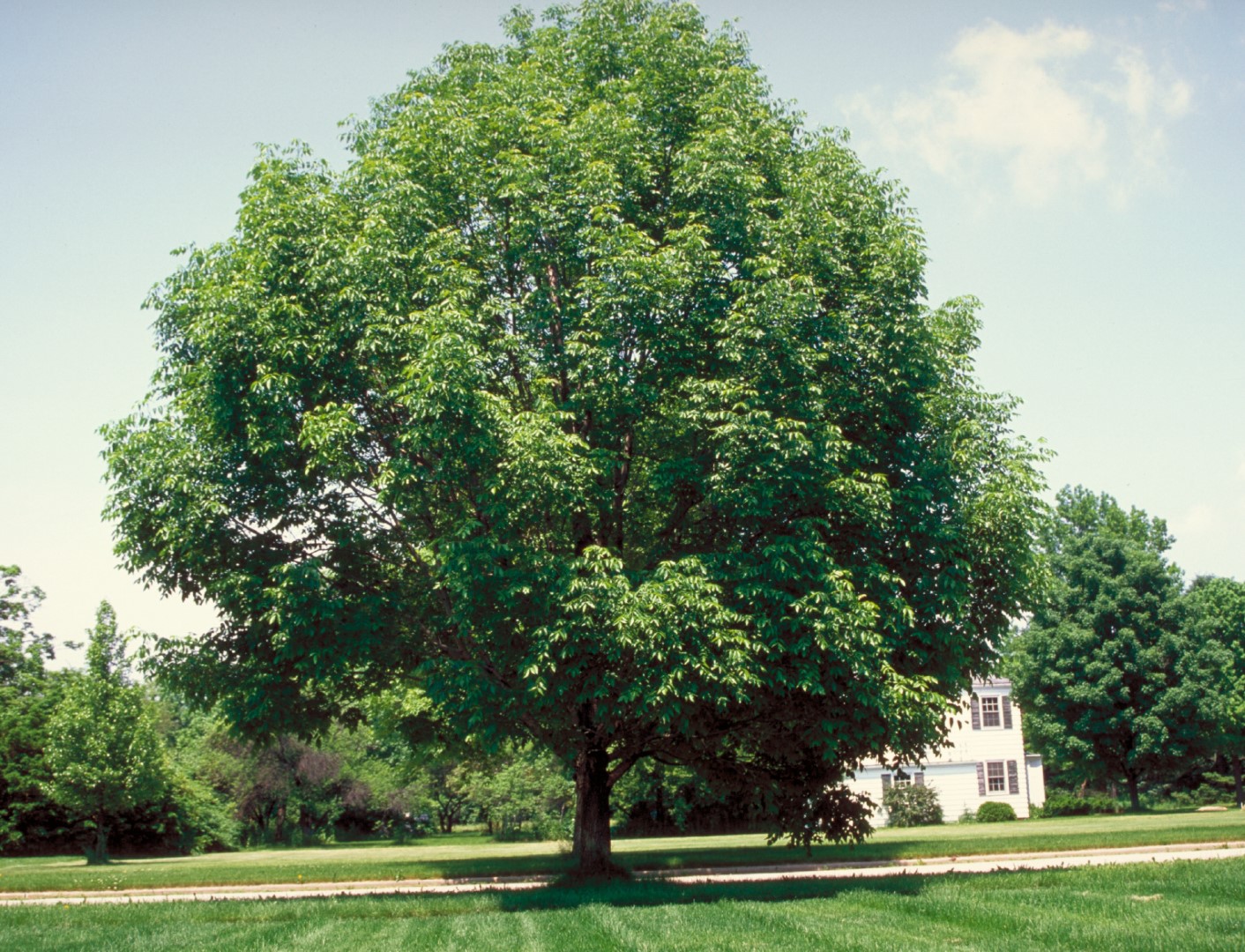 Ясень зеленый Fraxinus lanceolata